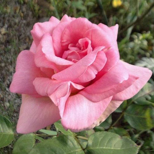 80-100 cm - Rózsa - Flamingo - Online rózsa vásárlás